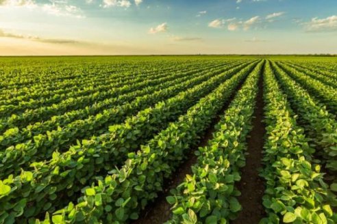 Cómo impactarán las próximas lluvias en el agro