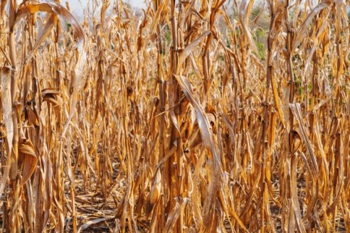 Millonario recorte de producción de granos por la seca
