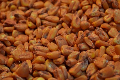 Aplican novedoso método ético para controlar palomas