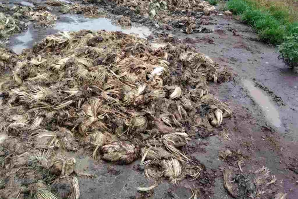 A Gabriel Testa se le murieron unas 2000 gallinas por los cortes de luz.