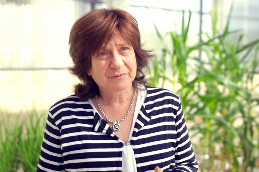 La bioquímica argentina lideró el desarrollo del gen HB4.