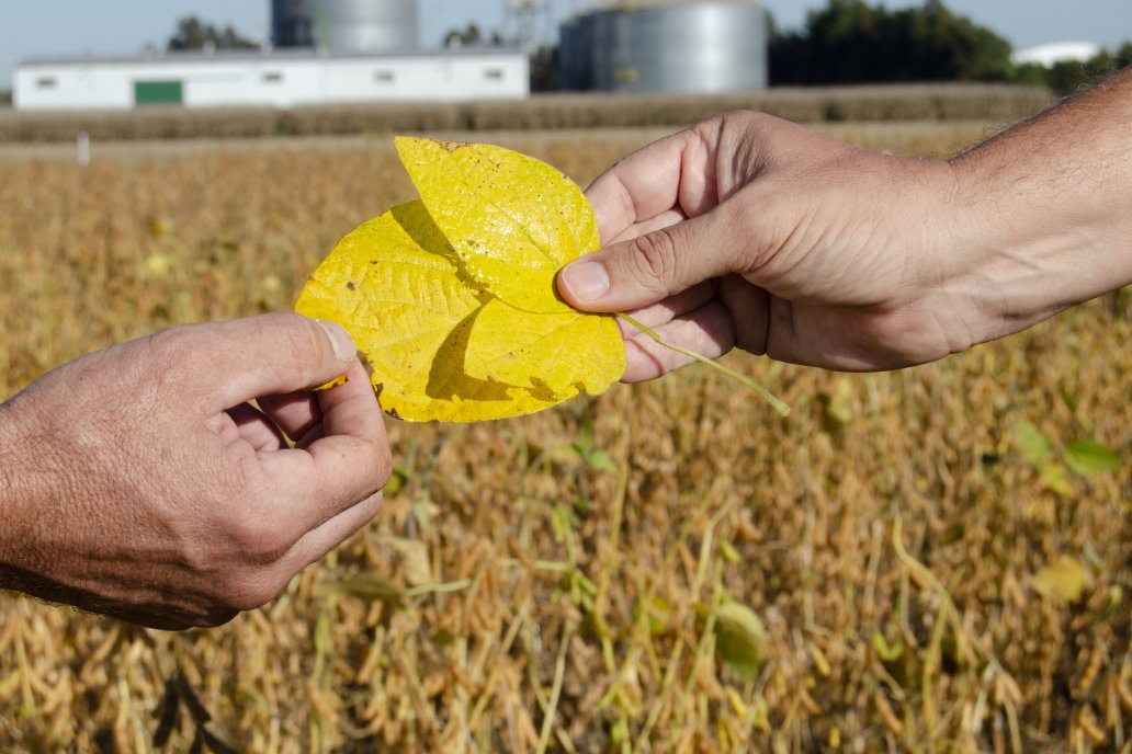 Fungicida multisitio que cambia 20 años de historia en el control de EFC en soja