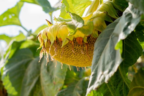 El girasol vuelve con fuerza a la Zona Núcleo