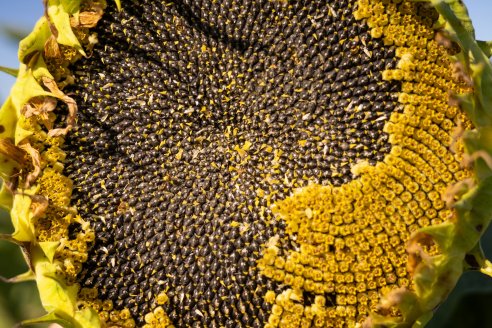 Escenario: especulan con una faltante de semillas de girasol