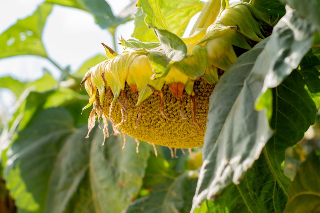 Ventas de girasol, cebada forrajera y sorgo puden ingresar divisas hasta agosto Ventas de girasol, cebada forrajera y sorgo puden ingresar divisas hasta agosto