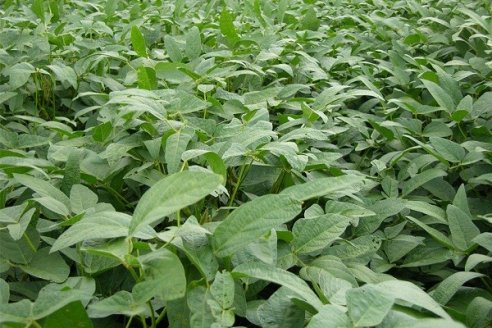 Con las lluvias, hubo un cambio positivo en la soja entrerriana