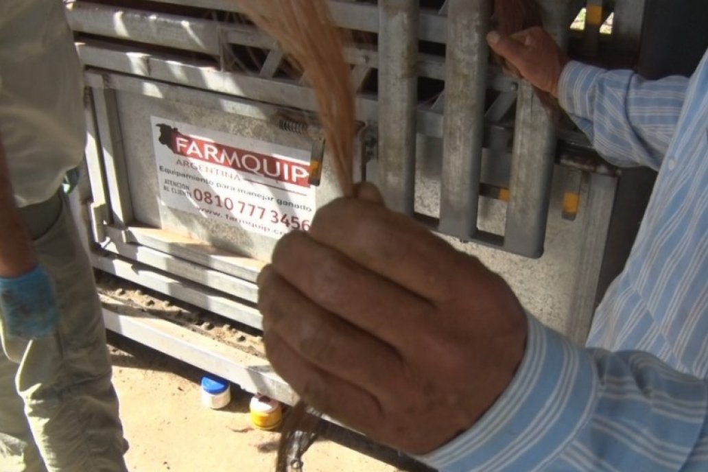 Incorporación de análisis de genómica gana terreno a pasos agigantados