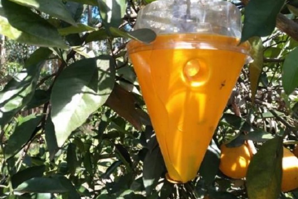 Trampas insecticidas como herramientas para el manejo integrado de las moscas