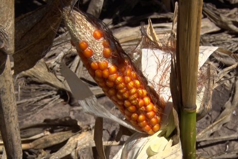 La trilla del maíz empezó muy lenta y los rendimientos son variados