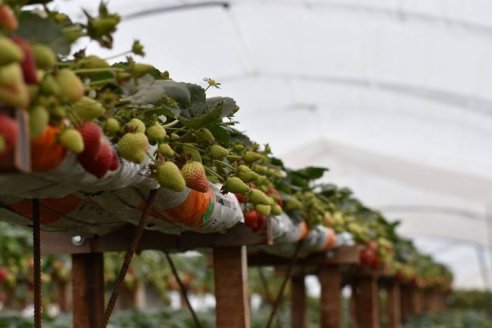 Hacen posible la producción de frutillas durante todo el año