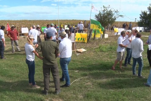 Ensayo Comparativo de Rendimientos en Híbridos de Maiz del Colegio de Ingenieros Agrónomos de Victoria (CIAV)