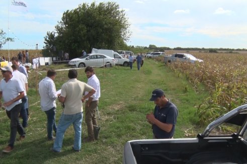 Ensayo Comparativo de Rendimientos en Híbridos de Maiz del Colegio de Ingenieros Agrónomos de Victoria (CIAV)