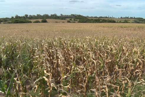 Ensayo Comparativo de Rendimientos en Híbridos de Maiz del Colegio de Ingenieros Agrónomos de Victoria (CIAV)