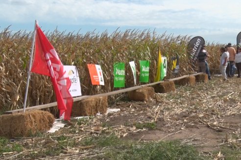 Ensayo Comparativo de Rendimientos en Híbridos de Maiz del Colegio de Ingenieros Agrónomos de Victoria (CIAV)