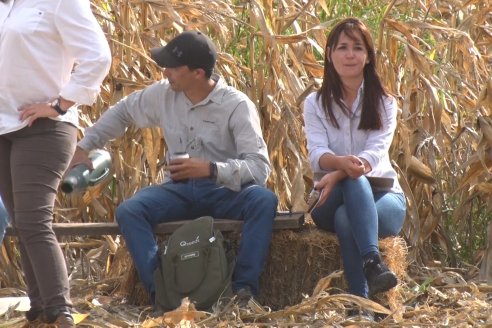 Ensayo Comparativo de Rendimientos en Híbridos de Maiz del Colegio de Ingenieros Agrónomos de Victoria (CIAV)