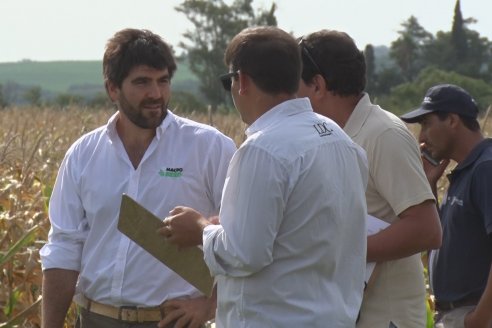 Ensayo Comparativo de Rendimientos en Híbridos de Maiz del Colegio de Ingenieros Agrónomos de Victoria (CIAV)