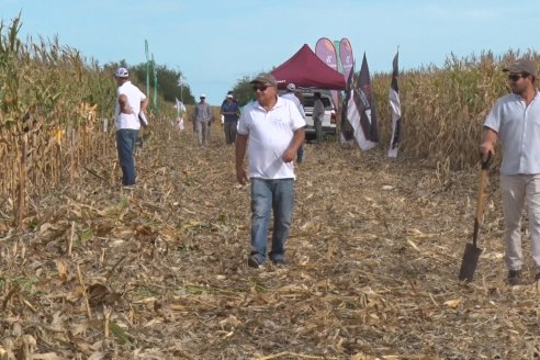 Ensayo Comparativo de Rendimientos en Híbridos de Maiz del Colegio de Ingenieros Agrónomos de Victoria (CIAV)