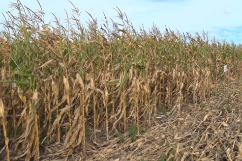 Ensayo Comparativo de Rendimientos en Híbridos de Maiz del Colegio de Ingenieros Agrónomos de Victoria (CIAV)