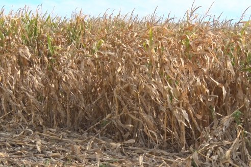 Ensayo Comparativo de Rendimientos en Híbridos de Maiz del Colegio de Ingenieros Agrónomos de Victoria (CIAV)