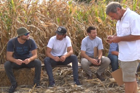 Ensayo Comparativo de Rendimientos en Híbridos de Maiz del Colegio de Ingenieros Agrónomos de Victoria (CIAV)