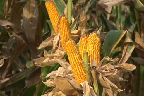 Ensayo Comparativo de Rendimientos en Híbridos de Maiz del Colegio de Ingenieros Agrónomos de Victoria (CIAV)