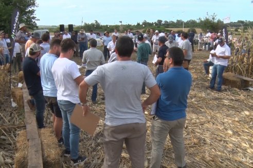 Ensayo Comparativo de Rendimientos en Híbridos de Maiz del Colegio de Ingenieros Agrónomos de Victoria (CIAV)