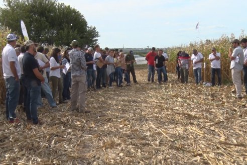 Ensayo Comparativo de Rendimientos en Híbridos de Maiz del Colegio de Ingenieros Agrónomos de Victoria (CIAV)