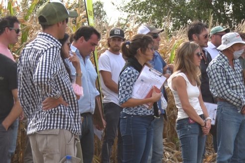 Ensayo Comparativo de Rendimientos en Híbridos de Maiz del Colegio de Ingenieros Agrónomos de Victoria (CIAV)