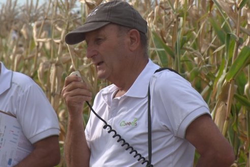 Ensayo Comparativo de Rendimientos en Híbridos de Maiz del Colegio de Ingenieros Agrónomos de Victoria (CIAV)