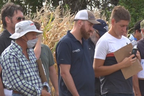 Ensayo Comparativo de Rendimientos en Híbridos de Maiz del Colegio de Ingenieros Agrónomos de Victoria (CIAV)