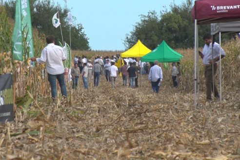 Ensayo Comparativo de Rendimientos en Híbridos de Maiz del Colegio de Ingenieros Agrónomos de Victoria (CIAV)