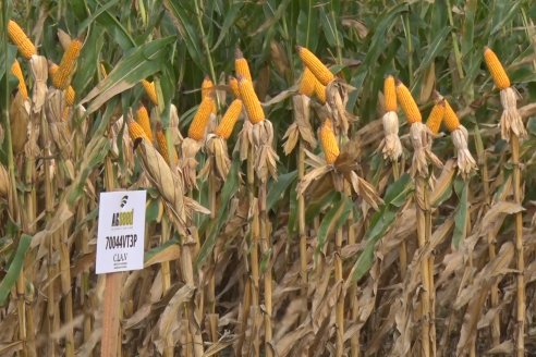 Ensayo Comparativo de Rendimientos en Híbridos de Maiz del Colegio de Ingenieros Agrónomos de Victoria (CIAV)