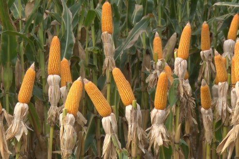 Ensayo Comparativo de Rendimientos en Híbridos de Maiz del Colegio de Ingenieros Agrónomos de Victoria (CIAV)