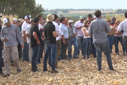 Ensayo Comparativo de Rendimientos en Híbridos de Maiz del Colegio de Ingenieros Agrónomos de Victoria (CIAV)