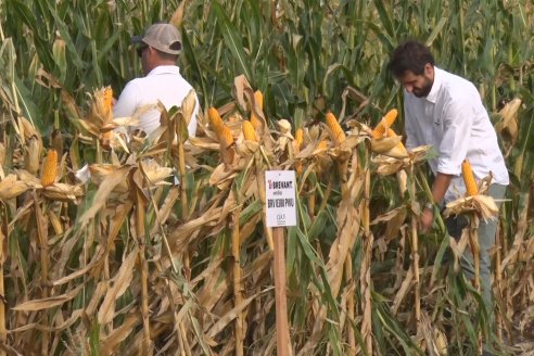 Ensayo Comparativo de Rendimientos en Híbridos de Maiz del Colegio de Ingenieros Agrónomos de Victoria (CIAV)