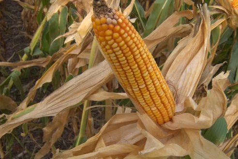 Ensayo Comparativo de Rendimientos en Híbridos de Maiz del Colegio de Ingenieros Agrónomos de Victoria (CIAV)