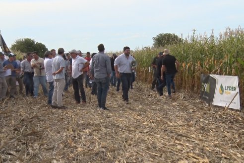 Ensayo Comparativo de Rendimientos en Híbridos de Maiz del Colegio de Ingenieros Agrónomos de Victoria (CIAV)