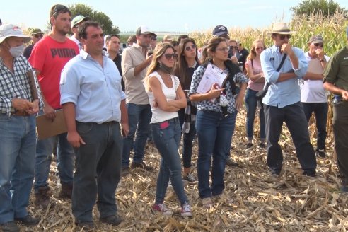 Ensayo Comparativo de Rendimientos en Híbridos de Maiz del Colegio de Ingenieros Agrónomos de Victoria (CIAV)