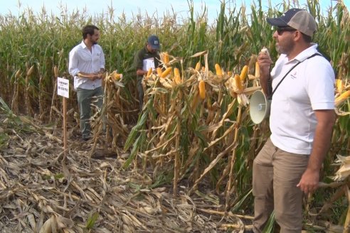 Ensayo Comparativo de Rendimientos en Híbridos de Maiz del Colegio de Ingenieros Agrónomos de Victoria (CIAV)