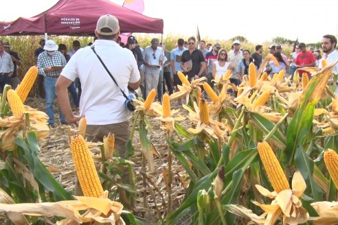 Ensayo Comparativo de Rendimientos en Híbridos de Maiz del Colegio de Ingenieros Agrónomos de Victoria (CIAV)