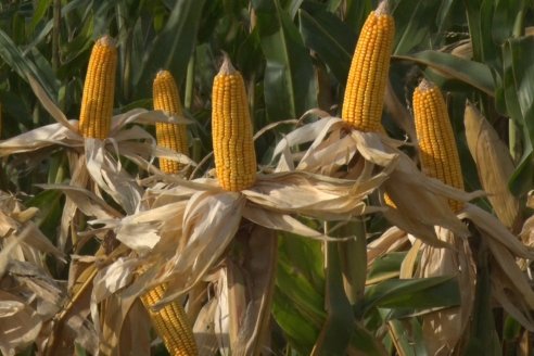 Ensayo Comparativo de Rendimientos en Híbridos de Maiz del Colegio de Ingenieros Agrónomos de Victoria (CIAV)