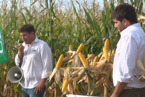 Ensayo Comparativo de Rendimientos en Híbridos de Maiz del Colegio de Ingenieros Agrónomos de Victoria (CIAV)