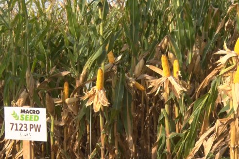 Ensayo Comparativo de Rendimientos en Híbridos de Maiz del Colegio de Ingenieros Agrónomos de Victoria (CIAV)