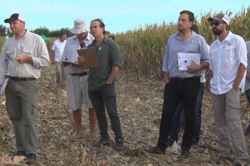 Ensayo Comparativo de Rendimientos en Híbridos de Maiz del Colegio de Ingenieros Agrónomos de Victoria (CIAV)