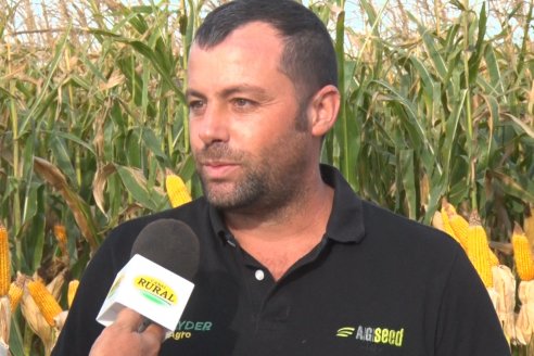 Ensayo Comparativo de Rendimientos en Híbridos de Maiz del Colegio de Ingenieros Agrónomos de Victoria (CIAV)