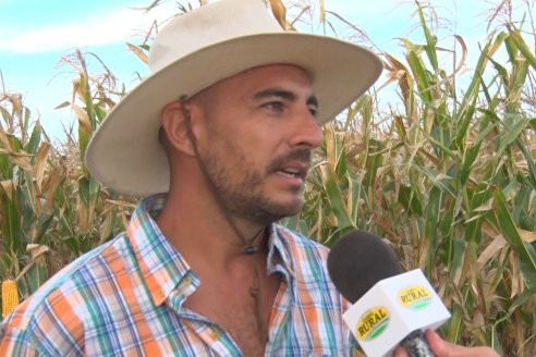 Ensayo Comparativo de Rendimientos en Híbridos de Maiz del Colegio de Ingenieros Agrónomos de Victoria (CIAV)