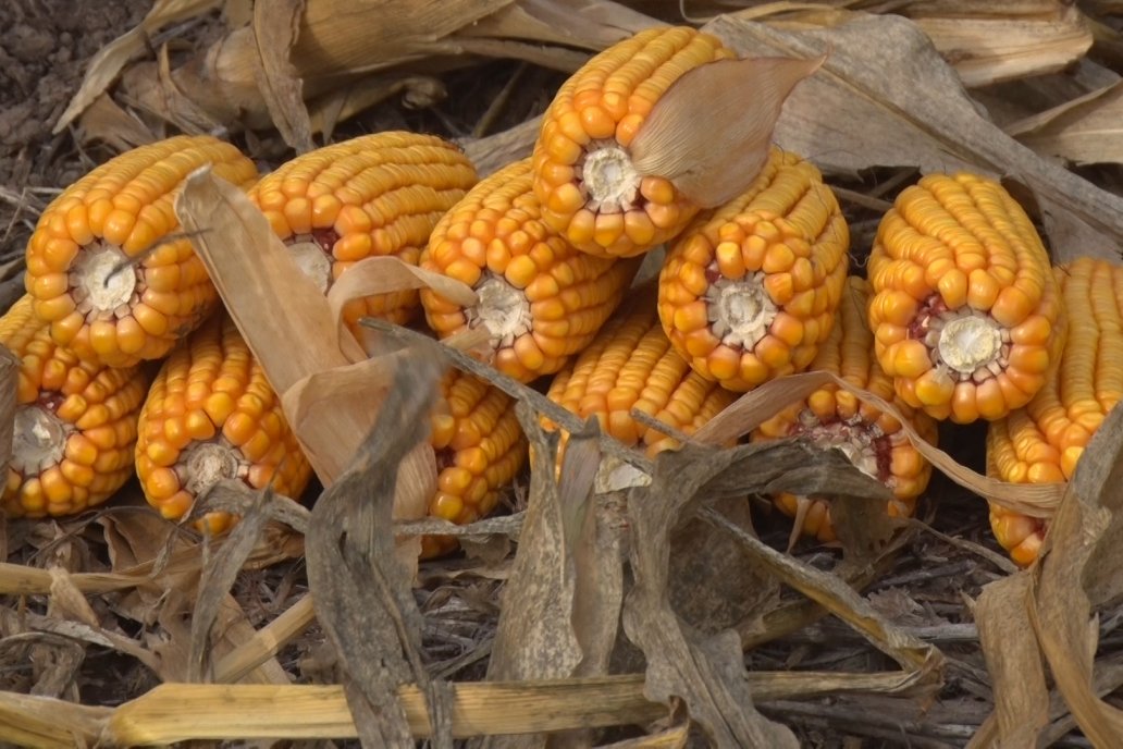 Agricultores entrerrianos empezaron a acompañar la tendencia nacional al tardío.