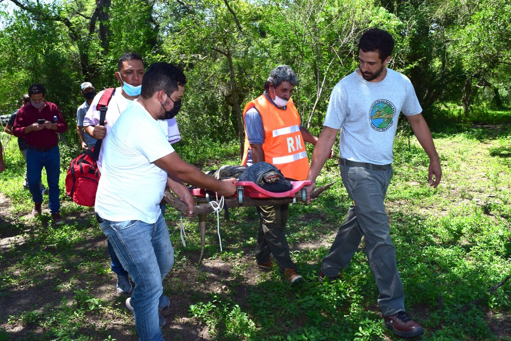 Expertos dejaron al animal en un lugar seguro pero indeterminado al público.