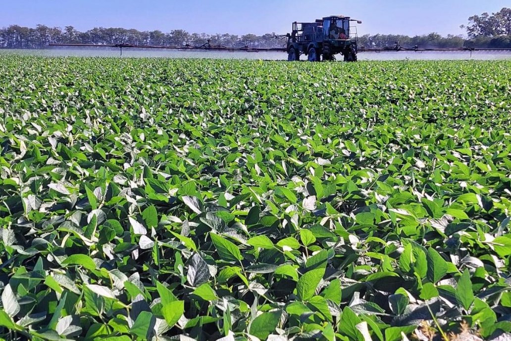 En un año como este es primordial instalar el concepto de &ldquo;proteger al cultivo&rdquo;