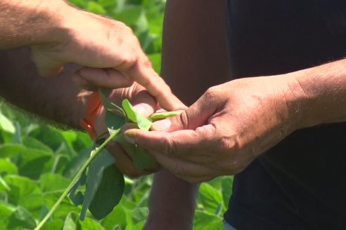 Otro logro de la ciencia argentina: describen el genoma completo de una variedad de soja